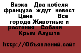  Вязка ! Два кобеля француза ,ждут  невест.. › Цена ­ 11 000 - Все города Животные и растения » Собаки   . Крым,Алушта
